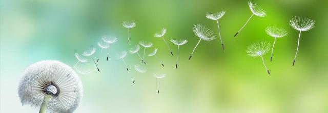 Verwehte Samen-Schirmchen einer Pusteblume