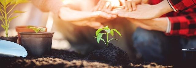 Familie hält ihre Hände über junge Pflanze
