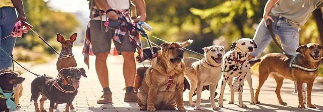 Hundesitter mit einer Gruppe Hunde unterwegs