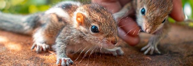 Baby-Eichhörnchen sitzen auf einer Hand