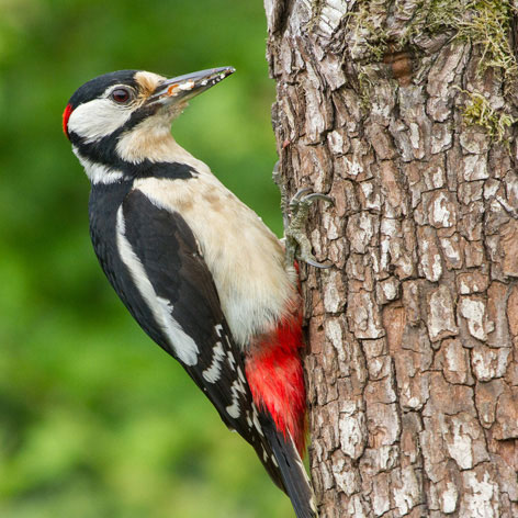 Buntspecht im Wald am Baum