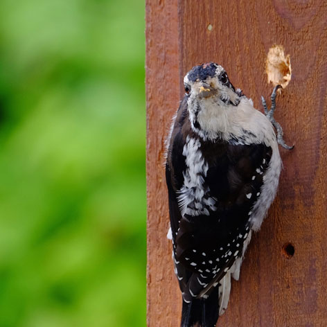 Specht hat Loch in Holzverkleidung gehackt