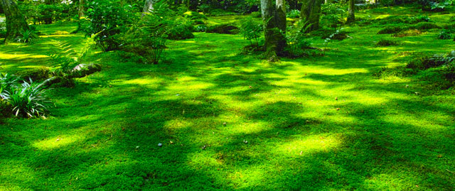 moosgrüne Waldlichtung mit Sonnenflecken