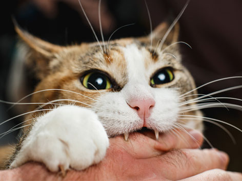 Katze beißt ihrem Halter in die hand
