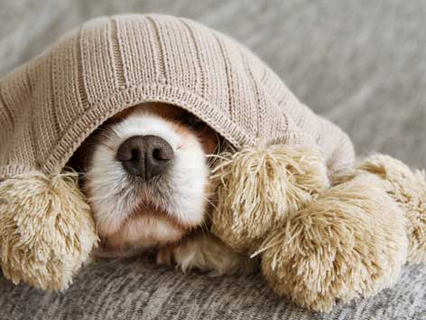 Hund versteckt sich unter einer Wolldecke