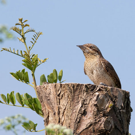 Spechtvogel Wendehals auf Baumstumpf