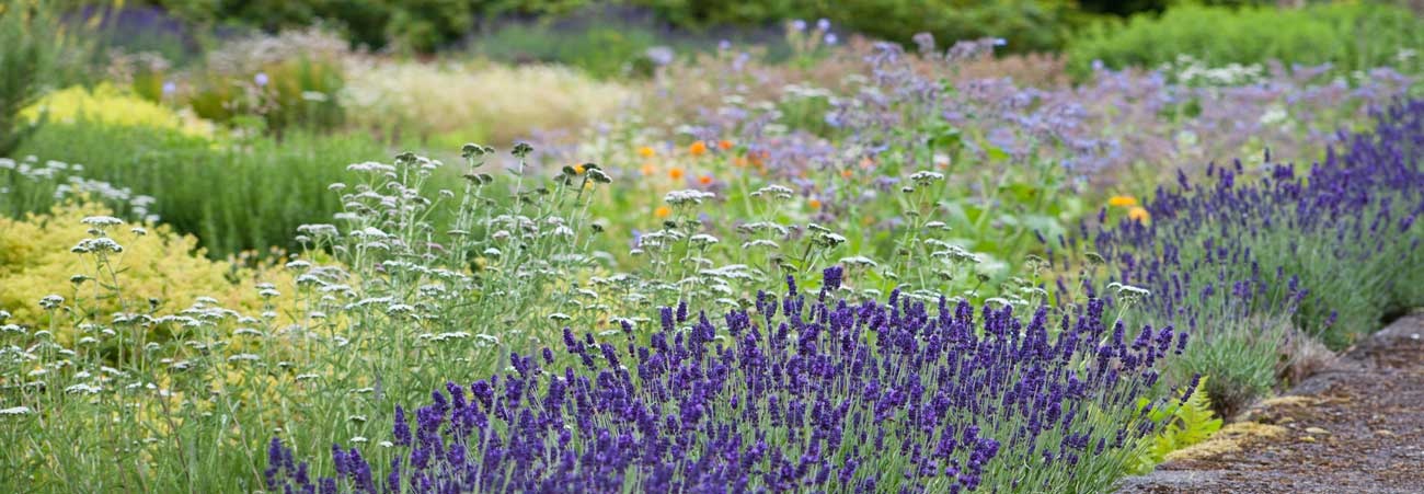 blühender Bauern- und Heilgarten mit Lavendel