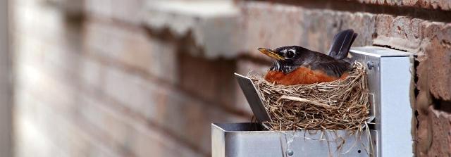 Vogel sitzt im Nest an einem Wohngebäude